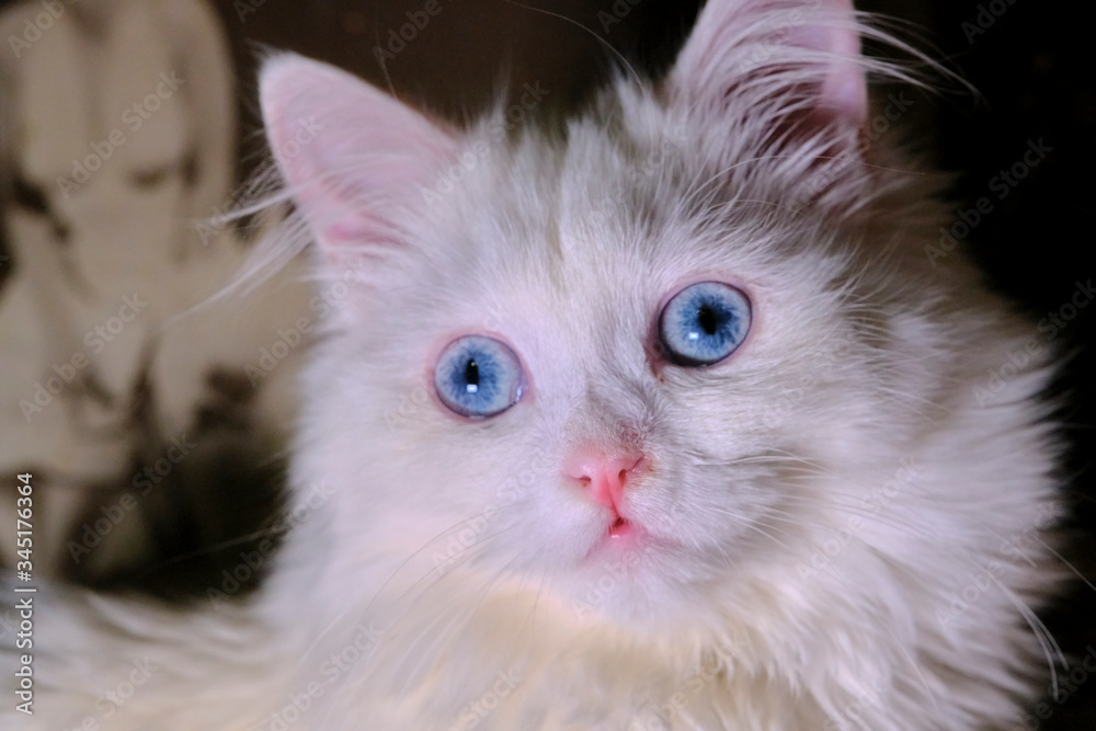 white Turkish angora with blue eyes color