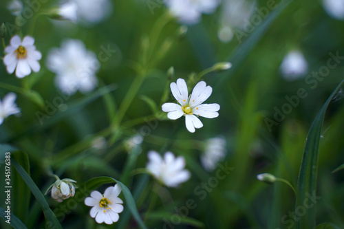 white flowers on green grass. selective focus