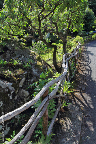 Magnificently  bushes along a footpath