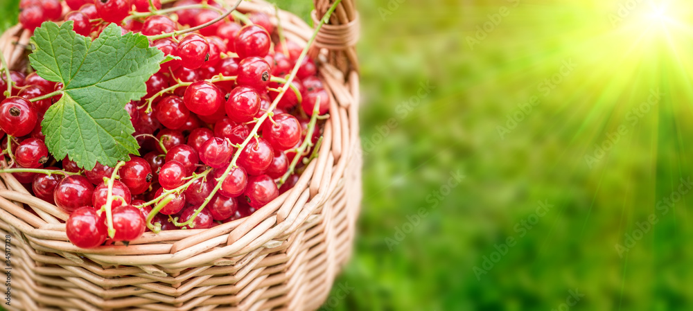 Ripe large organic red currant in a wicker basket close-up on a green plant background. Ripe large organic red currant in a wicker basket close-up on a green plant background.