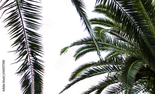 palm trees and branches by the sea on a warm summer day on vacation