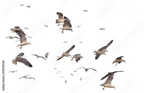 Flock of seagulls over sea, many birds isolated on white background
