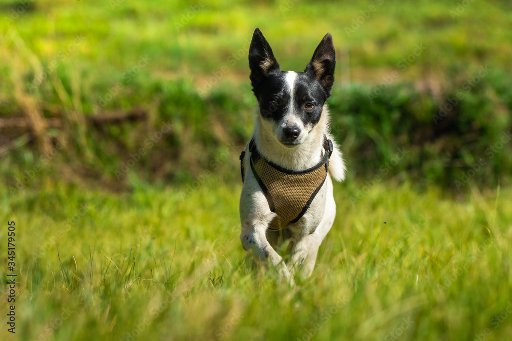 A dog in the summer garden enjoys nature and runs briskly, basenji in motion