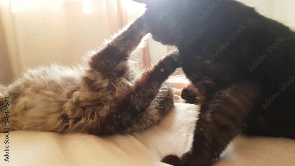 Two cats, black and brindle, play on the bed, lie resting Two cats, black and brindle, play on the bed, lie resting