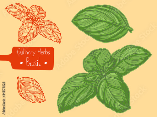 Leaves of culinary herb Basil