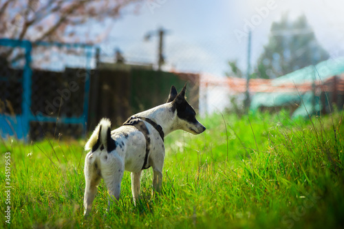 A dog stands on a green hillock in a beautiful village