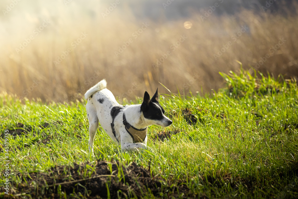 A dog in the field is playing and frolic, full-length photo, basenji for a walk A dog in the field is playing and frolic, full-length photo, basenji for a walk