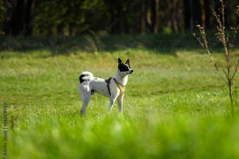 Basenji dog in a green field sniffs the grass on a forest background, walk with the animal Basenji dog in a green field sniffs the grass on a forest background, walk with the animal
