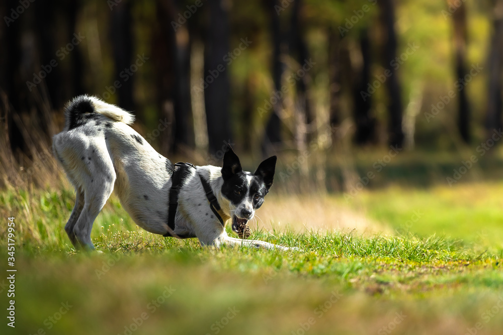 The dog chases and catches the object that the owner threw, basenji for a walk and chews a lump The dog chases and catches the object that the owner threw, basenji for a walk and chews a lump