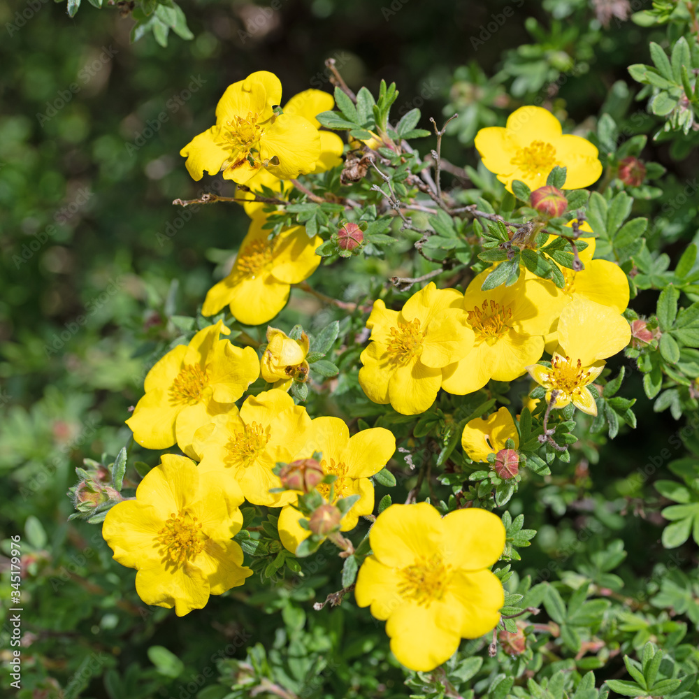 Blühender Fingerstrauch, Potentilla fruticosa, in einer Nahaufnahme Blühender Fingerstrauch, Potentilla fruticosa, in einer Nahaufnahme