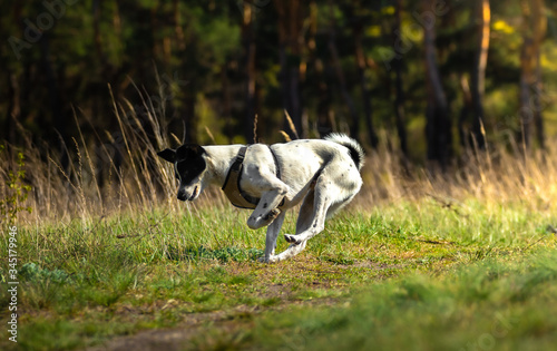 The dog chases and catches the object that the owner threw, basenji for a walk and chews a lump