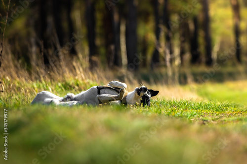 Dog basking in dry grass in the forest warming his stomach in the sun, basenji in nature, rest with the animal © FellowNeko