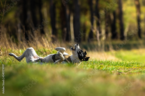 Dog basking in dry grass in the forest warming his stomach in the sun, basenji in nature, rest with the animal © FellowNeko