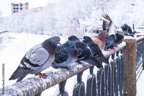 pigeons in the city on the granite embankment of the river