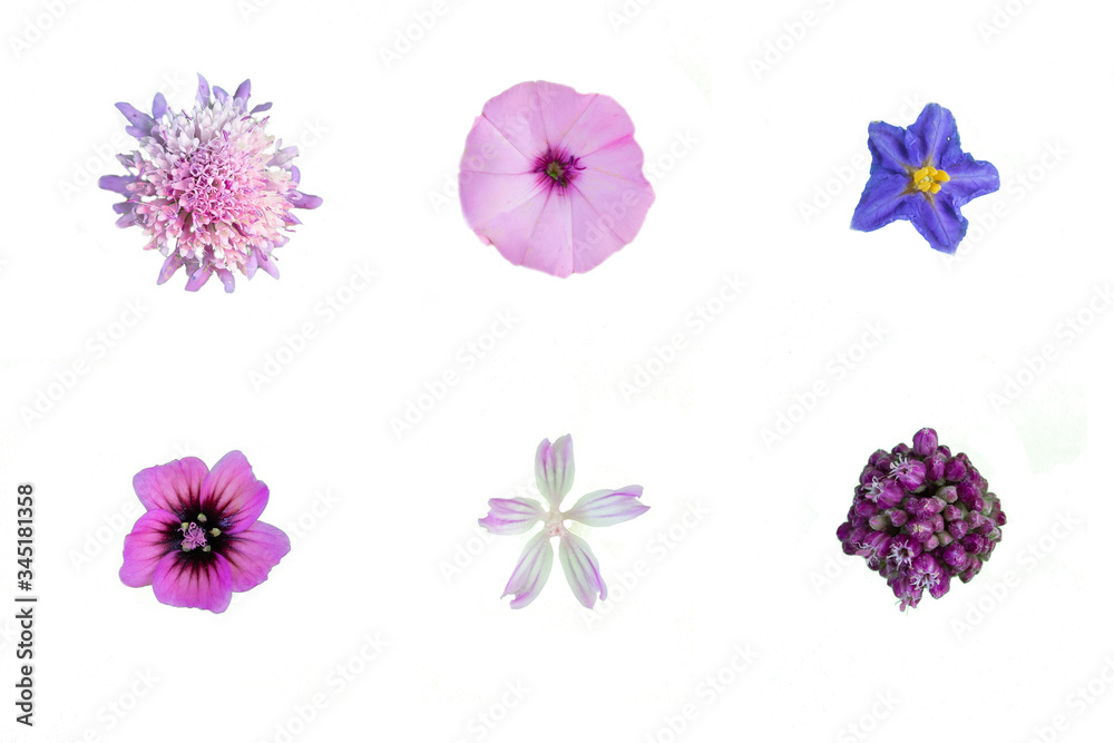 flowers cut out on a white background