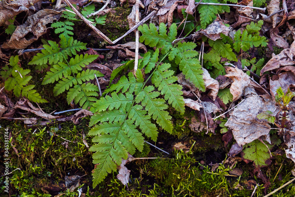 Fototapeta premium Top view green leaves of fern Dryopteris carthusiana outdoors.