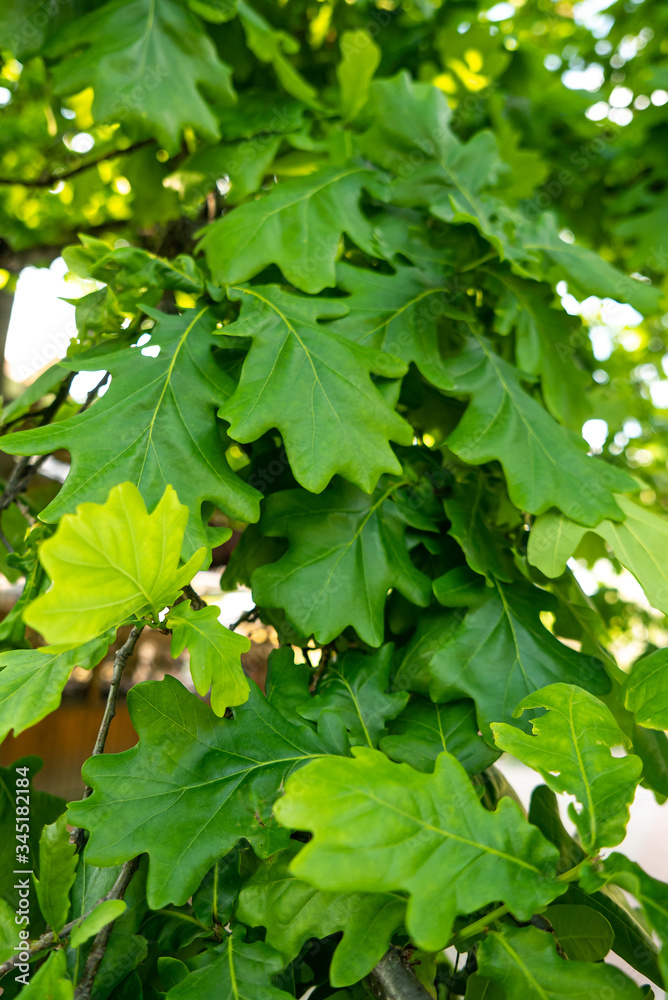 green oak leaves grow on a tree green oak leaves grow on a tree