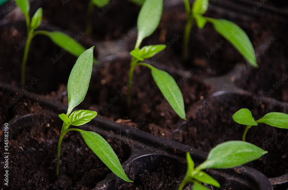 Young sprouts green plant in pot. How to growing food at home on windowsill. seedlings and home gardening. Young sprouts green plant in pot. How to growing food at home on windowsill. seedlings and home gardening.