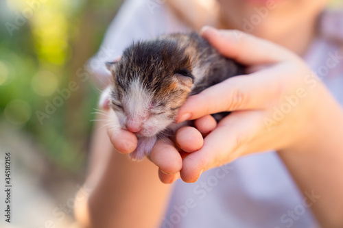 newborn kitten in hands of a small girl. 