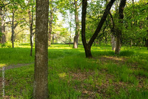 trees and green grass grow in the park