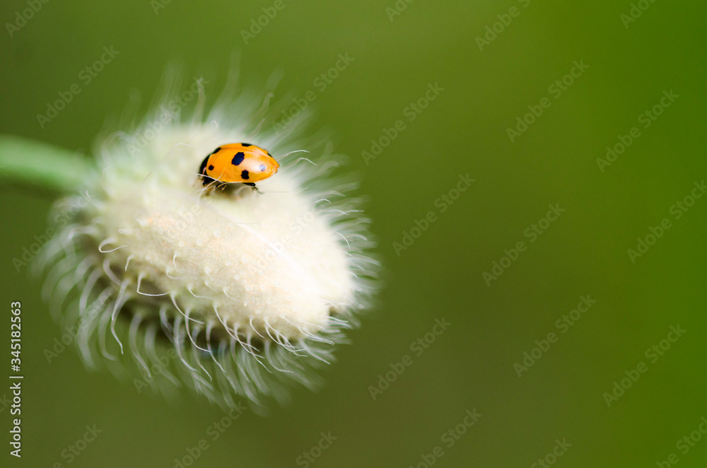 Obraz premium ladybug on a flower