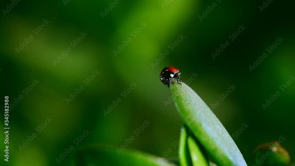 small ladybug siting on blade of grass agaisnt blurred background small ladybug siting on blade of grass agaisnt blurred background