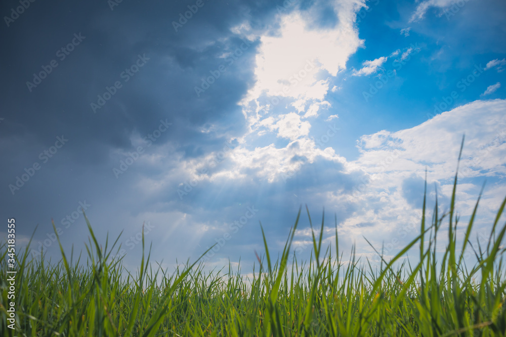 green grass in the background of thunderclouds and rays of the sun green grass in the background of thunderclouds and rays of the sun