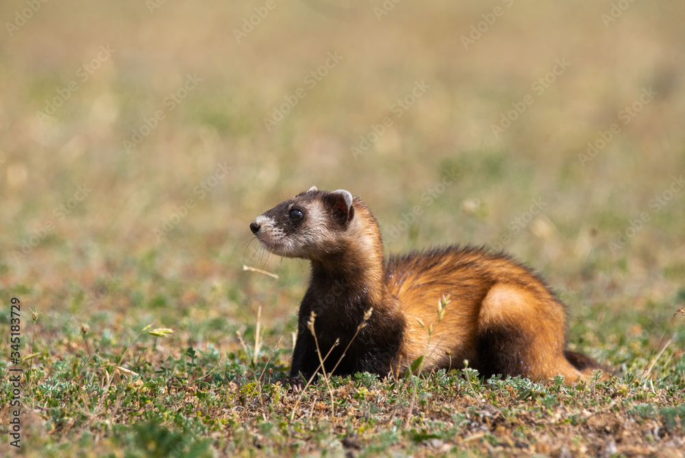 The steppe polecat (Mustela eversmani ) in it's natural habitat The steppe polecat (Mustela eversmani ) in it's natural habitat