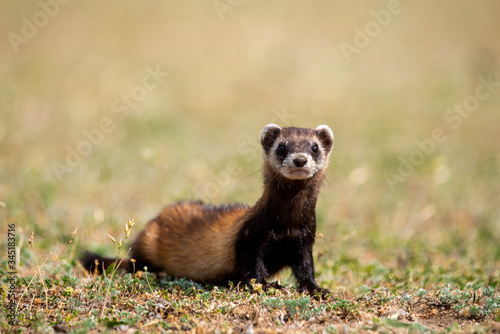 The steppe polecat (Mustela eversmani ) in it's natural habitat