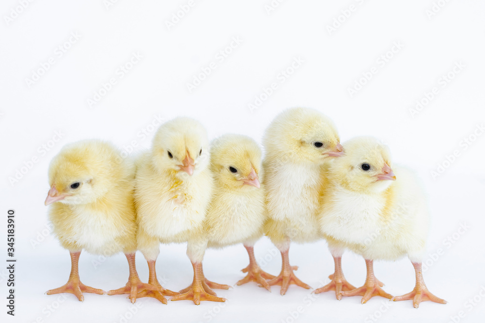 Chicken and egg. Growing chickens on farms and in the private economy to provide themselves with products. Organic food. Occupation for the soul. Chicken and egg. Growing chickens on farms and in the private economy to provide themselves with products. Organic food. Occupation for the soul.