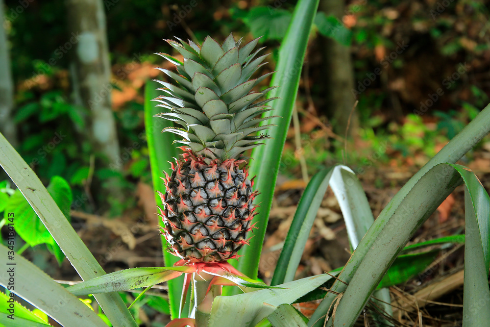 Fresh sweet tropical pineapple on the tree Fresh sweet tropical pineapple on the tree