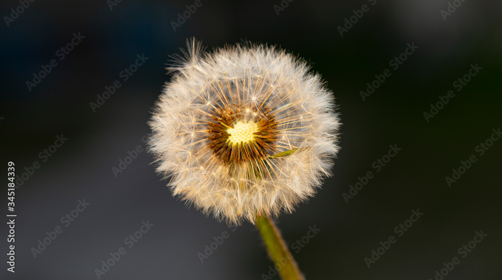 Dandelion ready to spread ripened seeds. Taraxacum is a large genus flowering plants in the family Asteraceae, which consists of species commonly known as dandelions. Dandelion ready to spread ripened seeds. Taraxacum is a large genus flowering plants in the family Asteraceae, which consists of species commonly known as dandelions.