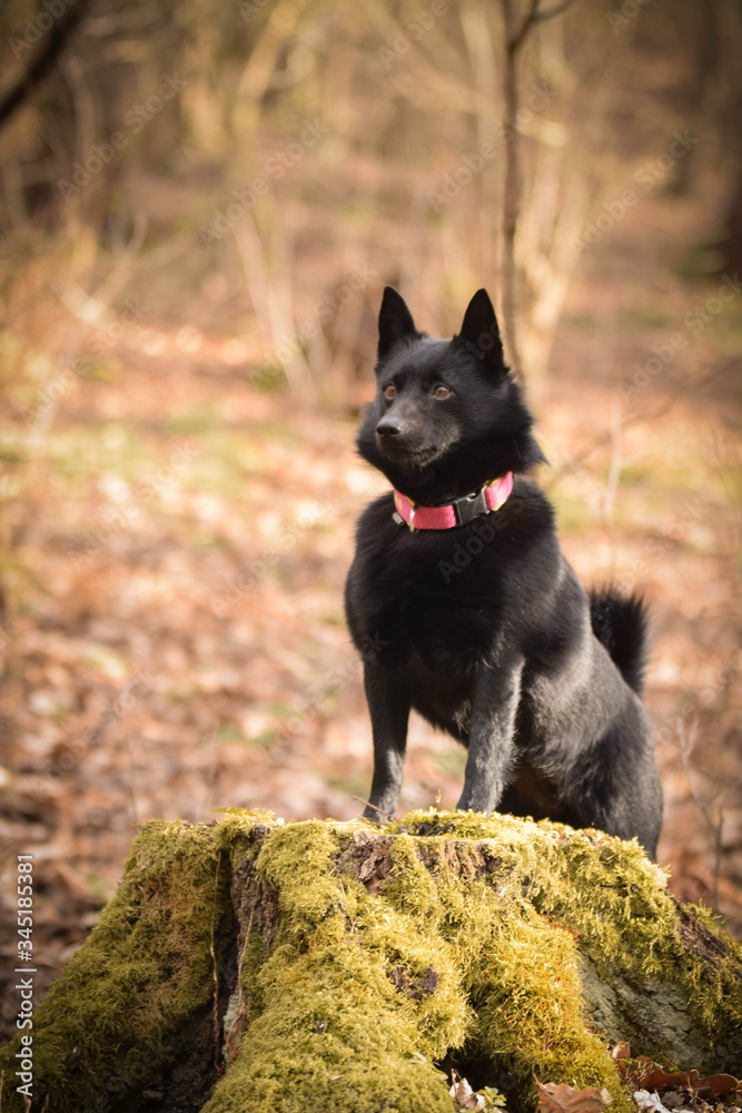 Young female of schipperke is sitting on trunk. They are so patient models.