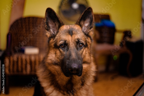 Perro Pastor Aleman mirándonos fijamente. Mirando 