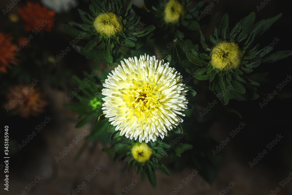 Close up of beautiful chandramallika, scientific name chrysanthemums, chrysanths, asteraceae growing on earthen pots in an open garden, selective focusing Close up of beautiful chandramallika, scientific name chrysanthemums, chrysanths, asteraceae growing on earthen pots in an open garden, selective focusing