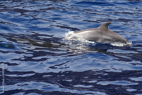  Dolphins at the Los Gigantes Cliffs in Tenerife