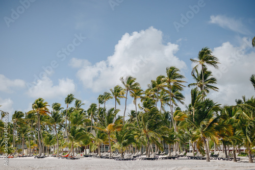palm trees on a tropical beach © Ksenia