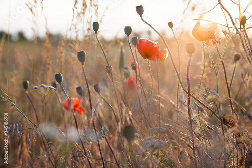 Poppy flowers in the field. © rootstocks