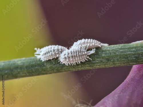 Close up view of female cochineals (Dactylopius coccus), scale insects in the suborder Sternorrhyncha. photo
