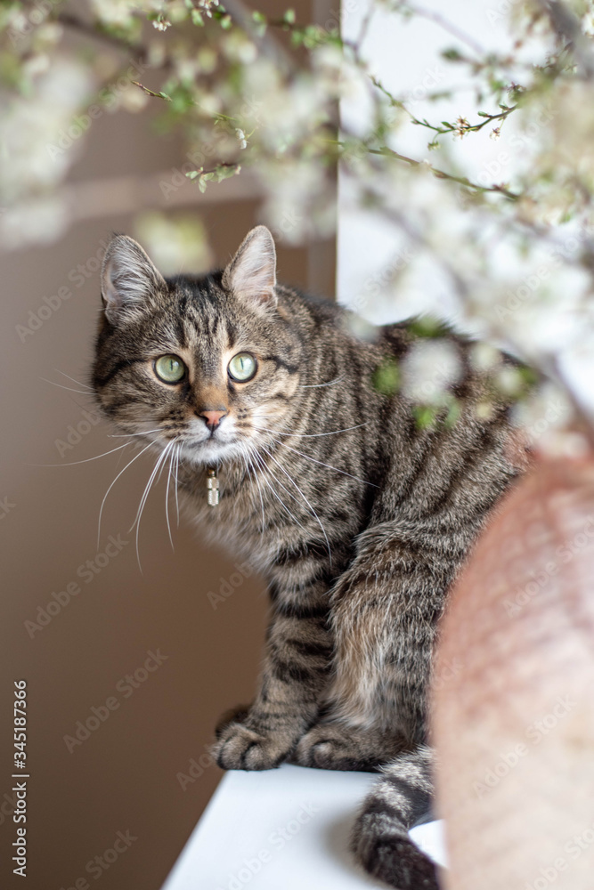 cat on a windowsill with the plum blooming branches 