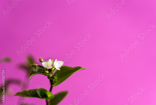 White little flowers in front of pink backdrop. There is a writing area suita...