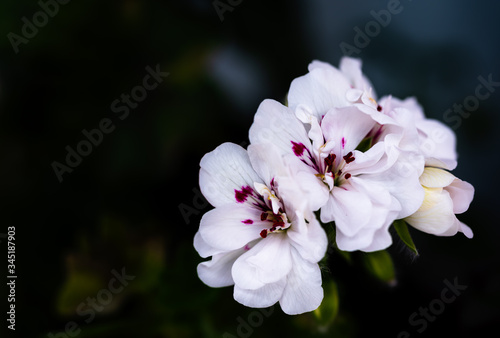 White geranium flower featured in dark background. Fragrant spring flower.