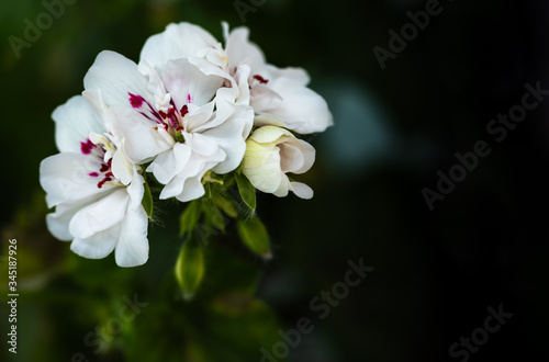 Fototapeta Naklejka Na Ścianę i Meble -  White geranium flower featured in dark background. Fragrant spring flower.
