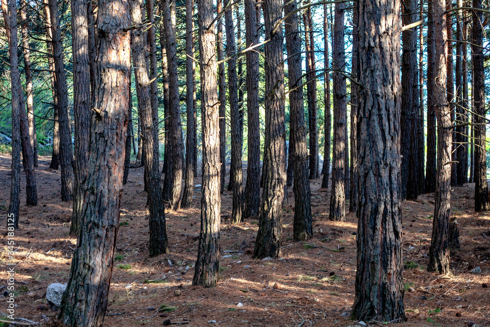 Obraz premium Coniferous Forest in the spring,take care of nature