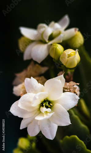 White gardenia, which stands out with its dark background.