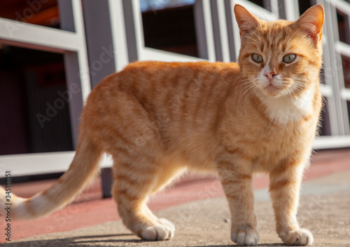 Photography the cat is walking on the street,animals on the street