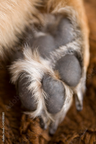 Closeup of a paw of a German Shepherd dog with long claws