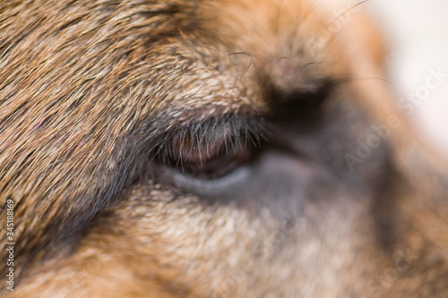 brown eye of a german shepherddog in closeup, photo