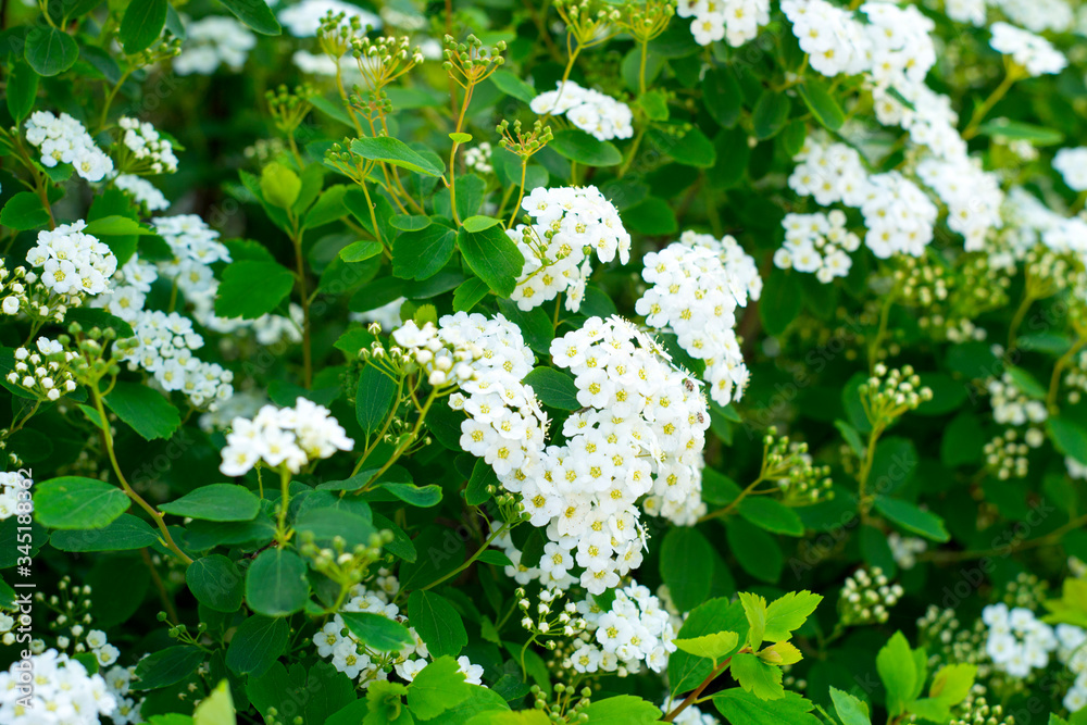 Background of little white flowers