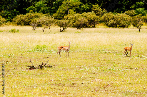 Veados no pantanal photo